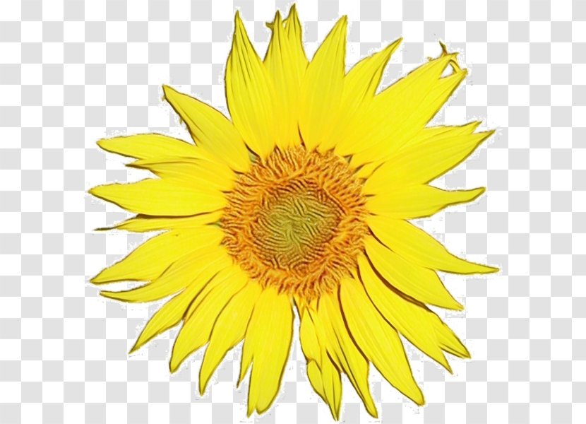 Sunflower - Petal - Seed Pollen Transparent PNG