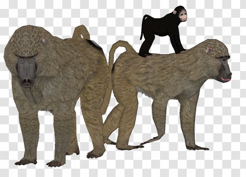 Baboons Cat Old World Cercopithecidae Fur Transparent PNG