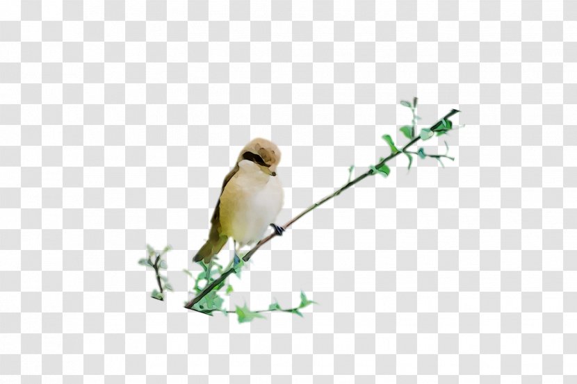 Beak Finches Fauna Feather - Plant Transparent PNG
