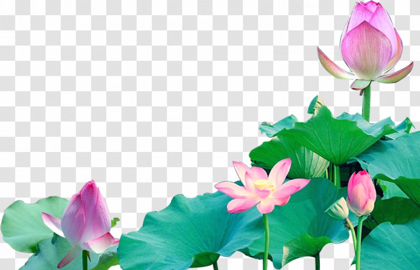 Lotus Seed Wallpaper - Plant Stem - Pink Transparent PNG