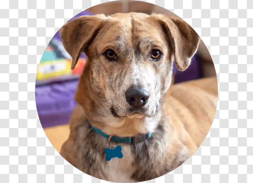 Dog Breed Treeing Tennessee Brindle Plott Hound Black Mouth Cur Mountain - Pet Adoption Transparent PNG