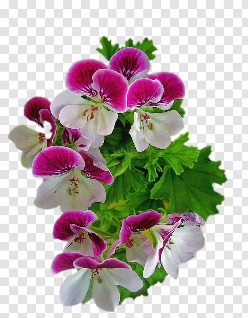 Pink Flowers Violet Floral Design Clip Art - Moth Orchid - Pouring Transparent PNG