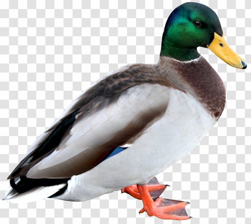Duck American Pekin - Ducks Geese And Swans - HD Transparent PNG