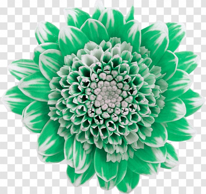 Chrysanthemum Cut Flowers Plant Green - Dahlia Transparent PNG