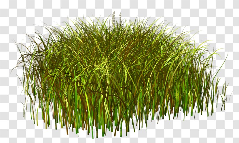 Weed Grass Clip Art - Material Transparent PNG