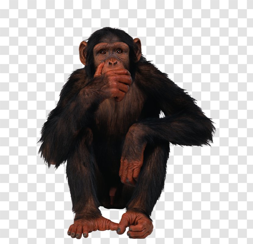 Common Chimpanzee Ape Monkey Clip Art Transparent PNG