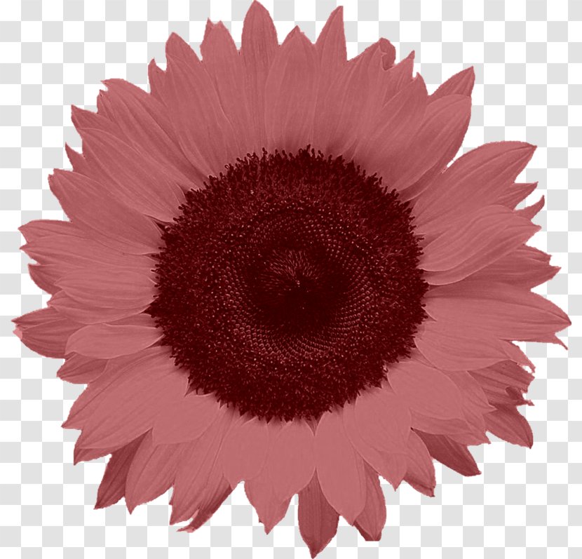 Common Sunflower Oil Sticker - Flowering Plant - Flower Transparent PNG