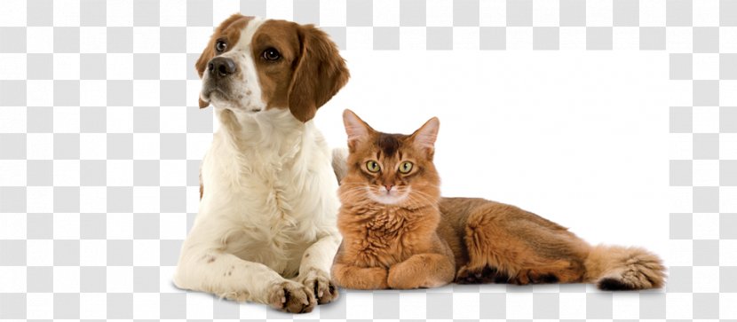 Cat Dog Veterinarian Pet Shop - Castration - Dogs And Cats Transparent PNG