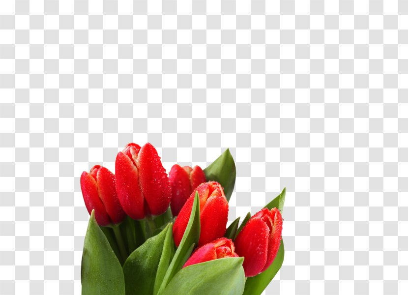 Desktop Wallpaper Tulip High-definition Television 1080p Flower - Plant Transparent PNG