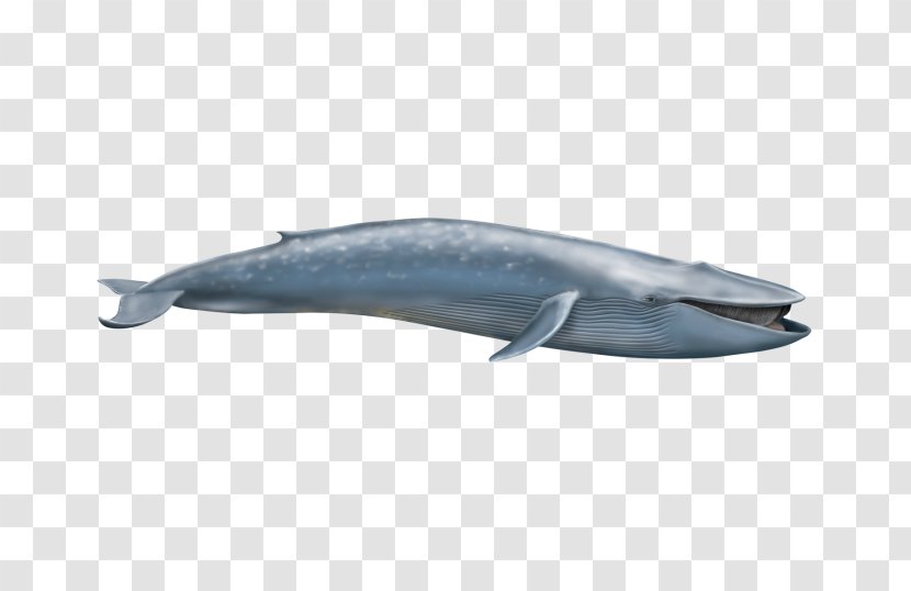 Blue Whale Short-beaked Common Dolphin Cetacea Elephantidae Fin - Bottlenose - Filter Feeder Transparent PNG