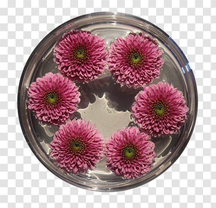 Transvaal Daisy Cut Flowers Chrysanthemum Pink M Flowerpot - Flower Transparent PNG