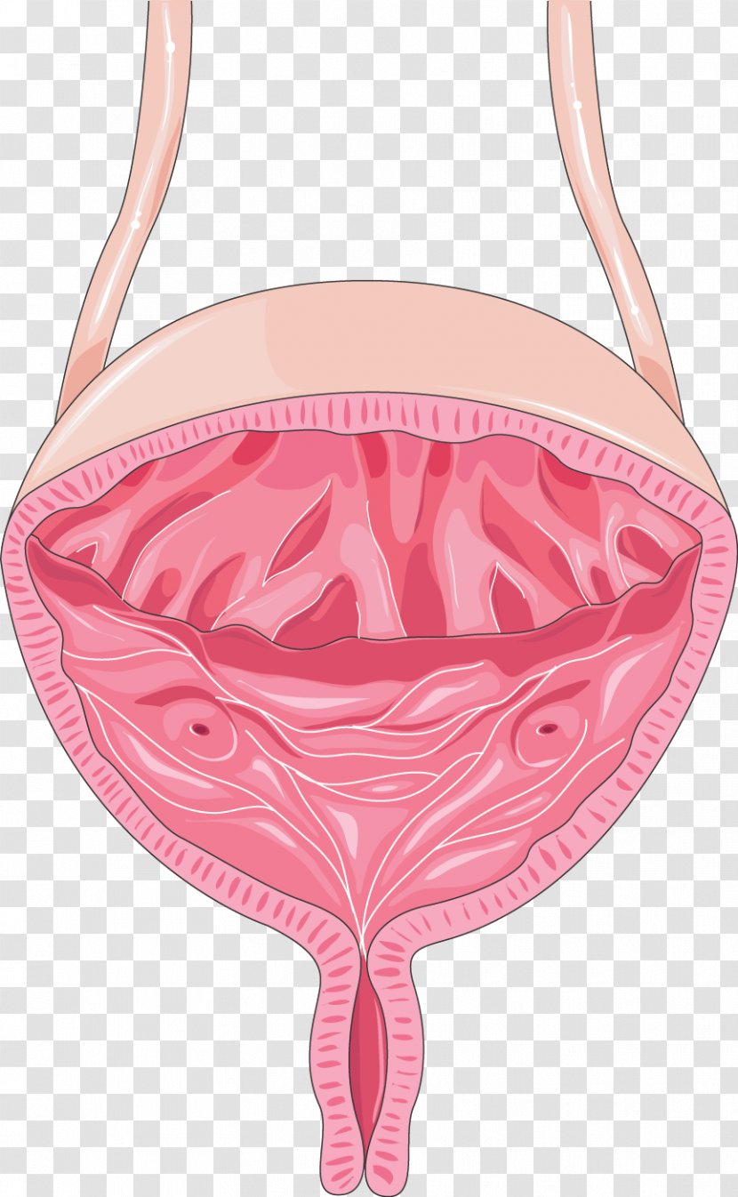 Servier Medical Urinary Bladder Excretory System Urology Kidney - Heart - Cooky Transparent PNG