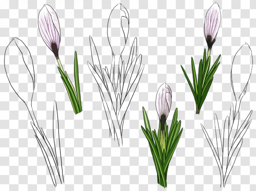 Tulip Flower - Grass - Hand-painted Transparent PNG
