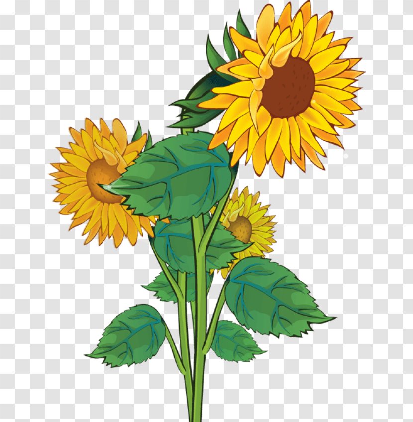Common Sunflower Clip Art - Plant - Floral Design Transparent PNG