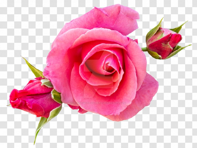 Rose Image Clip Art Photograph - Flowering Plant Transparent PNG