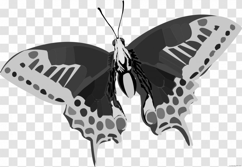 Butterfly Color Clip Art - Brushfooted Butterflies - Black Abstract Transparent PNG