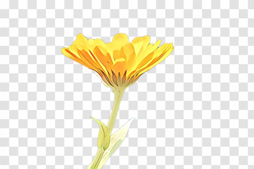 Flowers Background - Pot Marigold - Herb Pedicel Transparent PNG