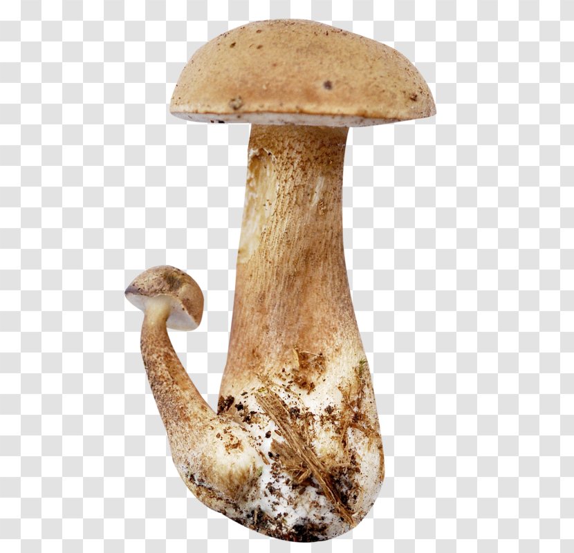 Pleurotus Eryngii Mushroom Download - Zend Technologies - Champignon Transparent PNG