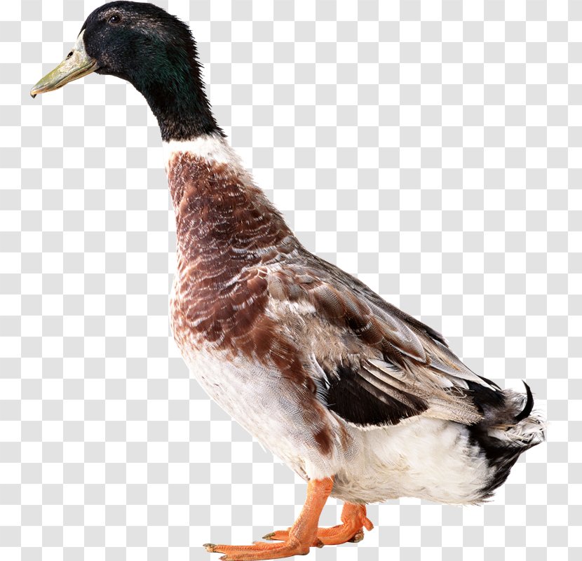 American Pekin Duck Mallard Goose Transparent PNG
