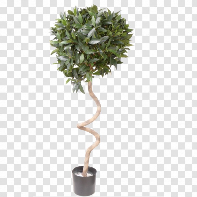 Topiary Tree Box Succulent Plant Transparent PNG