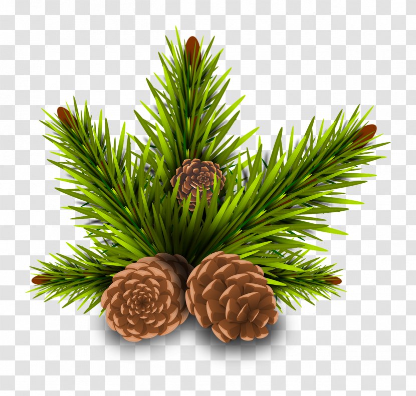 Stone Pine Conifer Cone Tree - Family - Acorn Transparent PNG