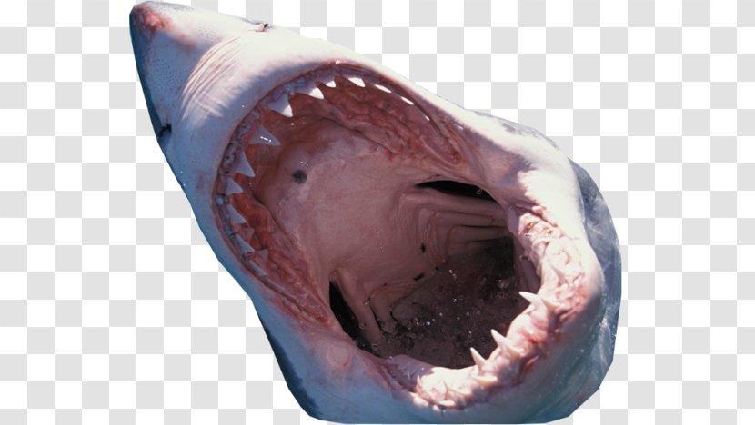 Great White Shark Port Jackson - Sharks Transparent PNG