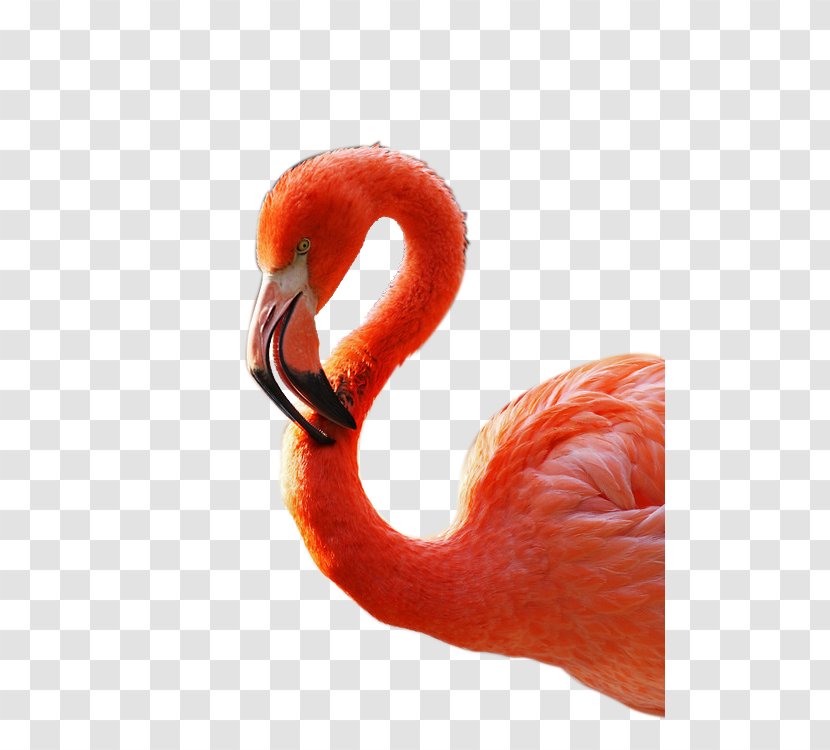 Bird Flamingo - Winter - Flamingos Transparent PNG
