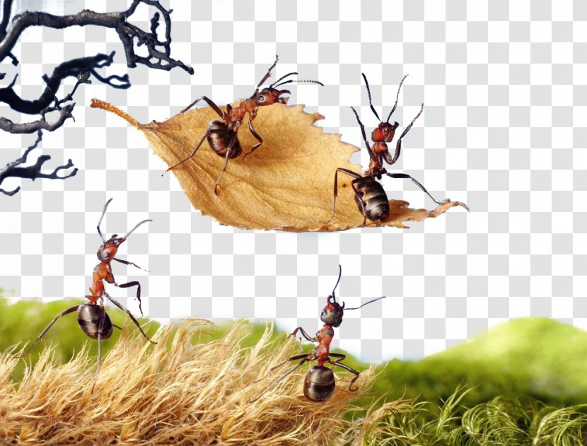 Ant Insect Photography Royalty-free 123rf - Career Portfolio - Ants Move Transparent PNG