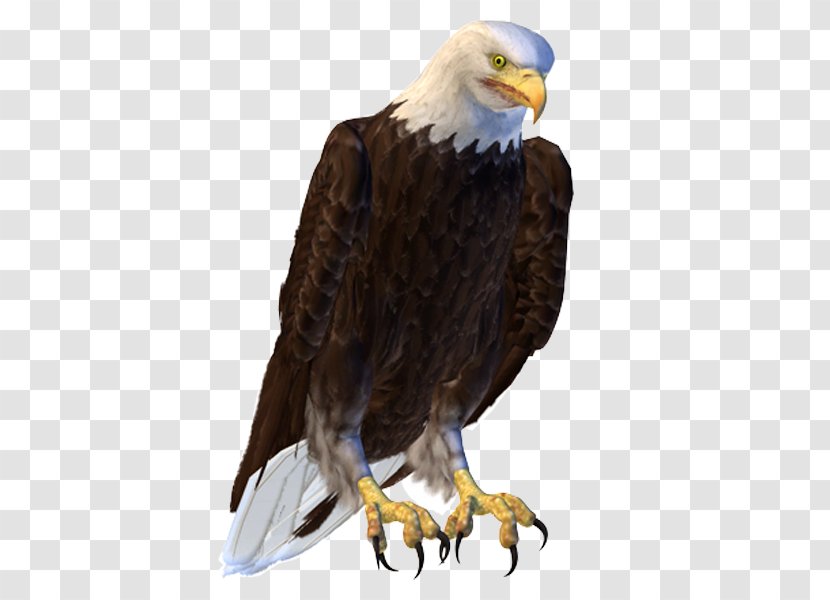 Bald Eagle Bird Hawk - Vulture Transparent PNG