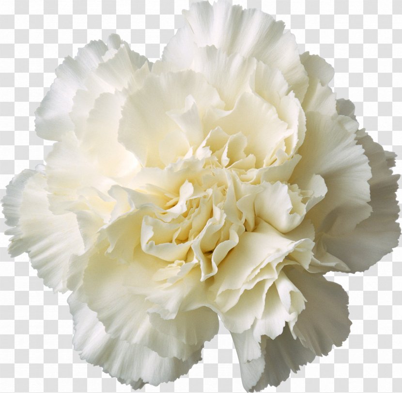 Carnation Cut Flowers White Yellow - Blue - Gladiolus Transparent PNG