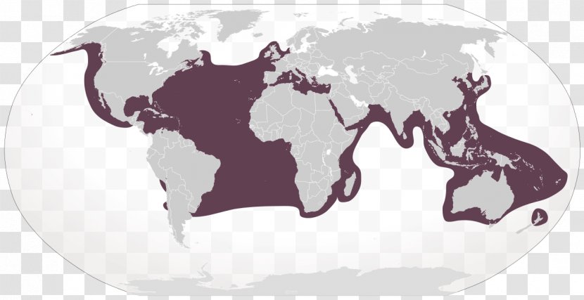 World Map Projection Desktop Wallpaper Transparent PNG