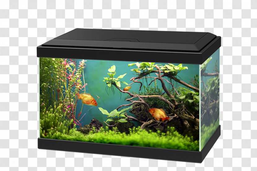 Aquarium Goldfish Light-emitting Diode Fishkeeping - Filtration Transparent PNG