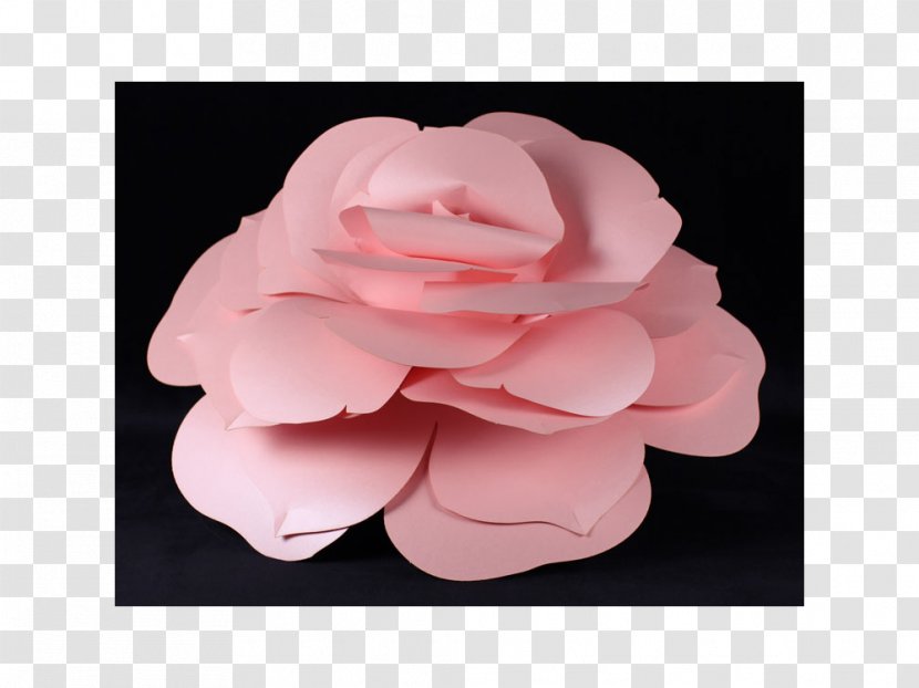 Garden Roses Cut Flowers Petal Camellia - Rose Transparent PNG