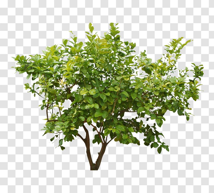 Shrub Clip Art Tree Plants - Bougainvillea Transparent PNG