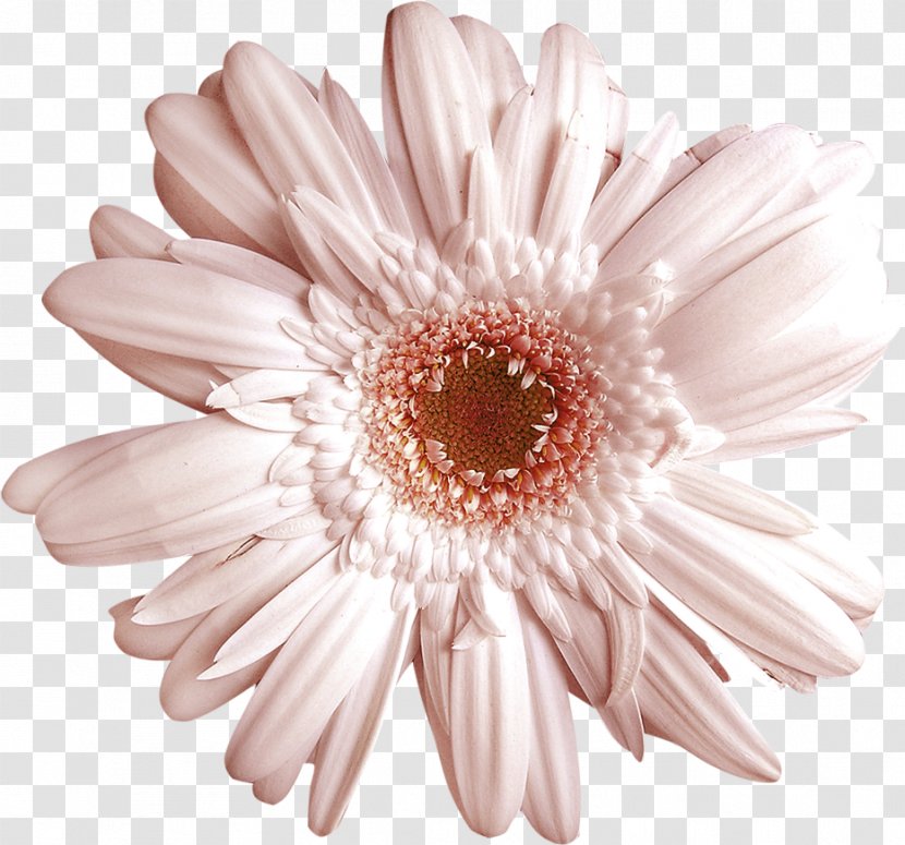 Flower Euclidean Vector Floral Design - Gerbera - Flowers Background Material Transparent PNG
