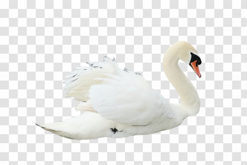 Feather - White - Goose Neck Transparent PNG
