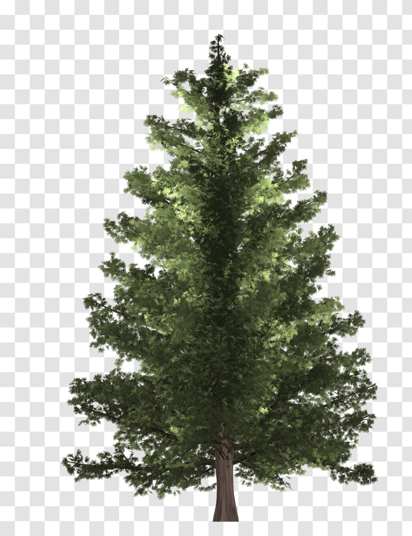 Pine Spruce Fir Christmas Tree Transparent PNG