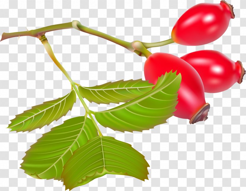 Rose Hip Dog-rose Clip Art - Natural Foods - Berries Transparent PNG