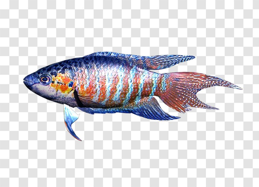 Marine Biology Fauna Fish - One Two Transparent PNG