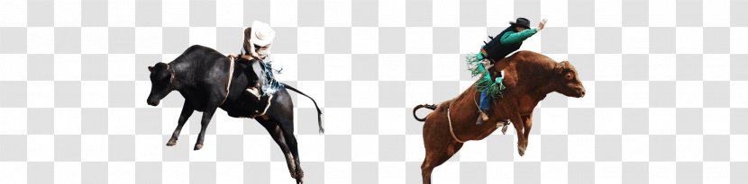 Bridle Mustang Halter Rein Freikörperkultur - Horse Like Mammal - Rodeo Shows Transparent PNG