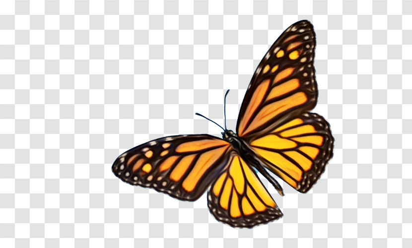 Monarch Butterfly Transparent PNG