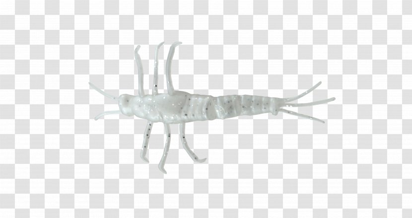 Insect Mayfly Invertebrate Nymph Pest Transparent PNG