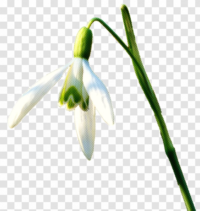 Summer Flower Background - Snowflake - Pedicel Amaryllis Family Transparent PNG
