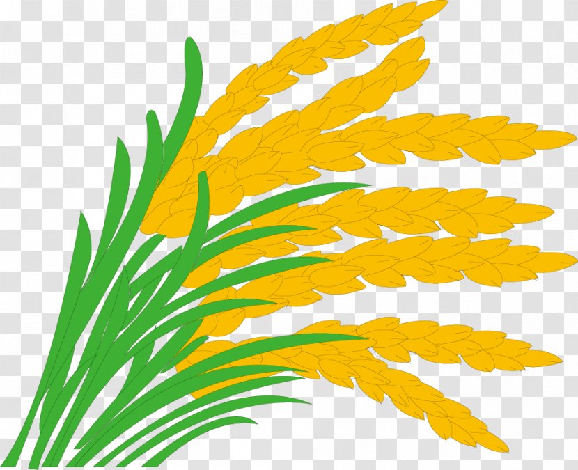 Rice Paddy Field Grasses Clip Art - Paddy,rice,rice,hedao,rice Transparent PNG