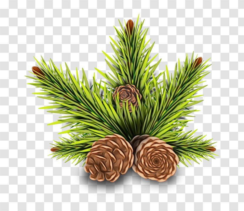 Christmas Black And White - Balsam Fir - American Pitch Pine Conifer Cone Transparent PNG