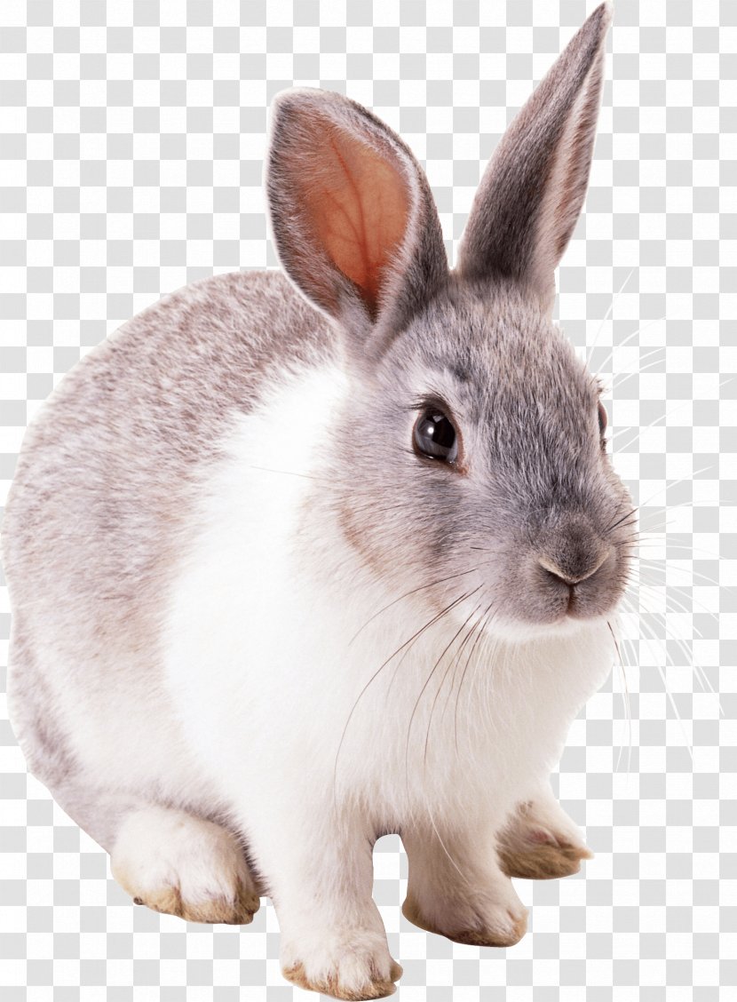 Easter Bunny Hare Cottontail Rabbit - Hares Pikas And Rabbits - Image Transparent PNG