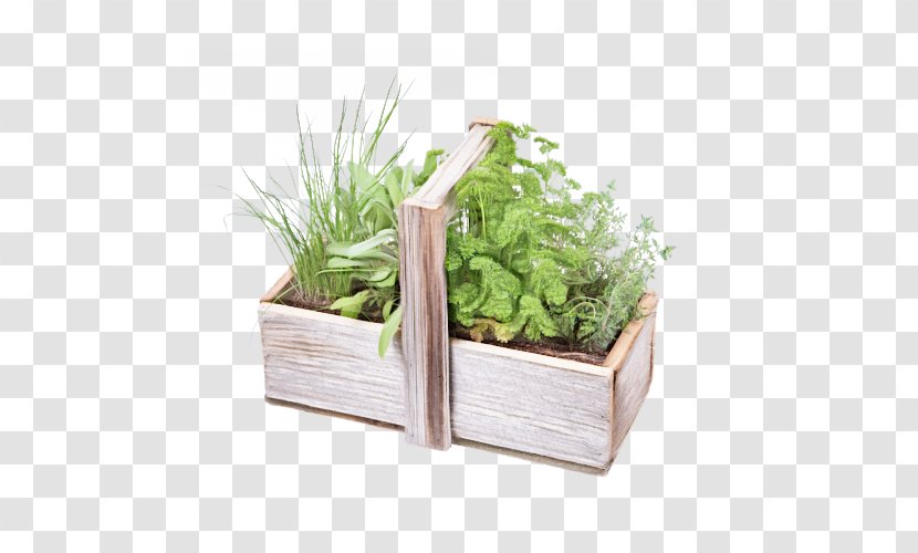 Flowerpot Plant Herb Grass Rectangle - Houseplant Vegetable Transparent PNG