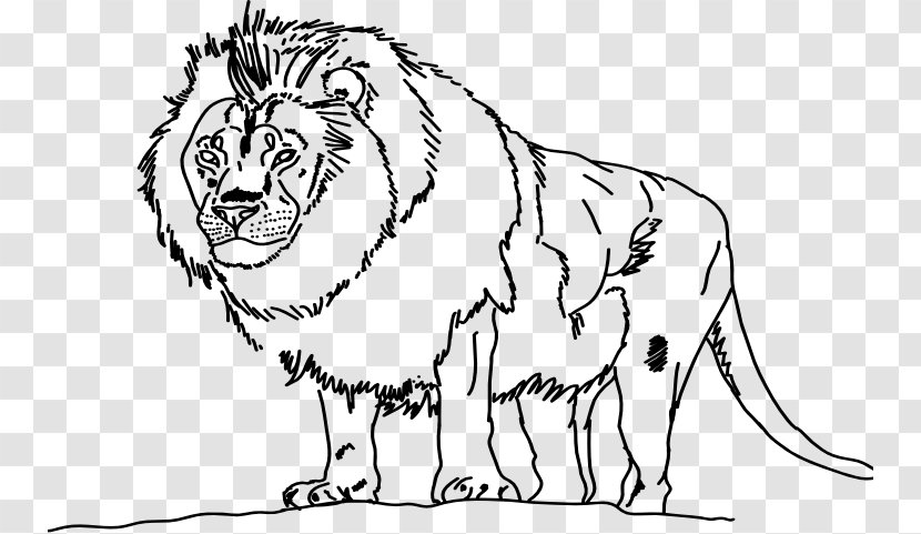 Lion Line Art Tiger Whiskers Drawing Transparent PNG
