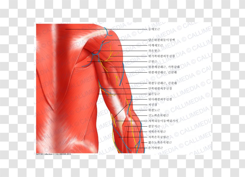 Shoulder Arm Deltoid Muscle Anatomy - Cartoon Transparent PNG