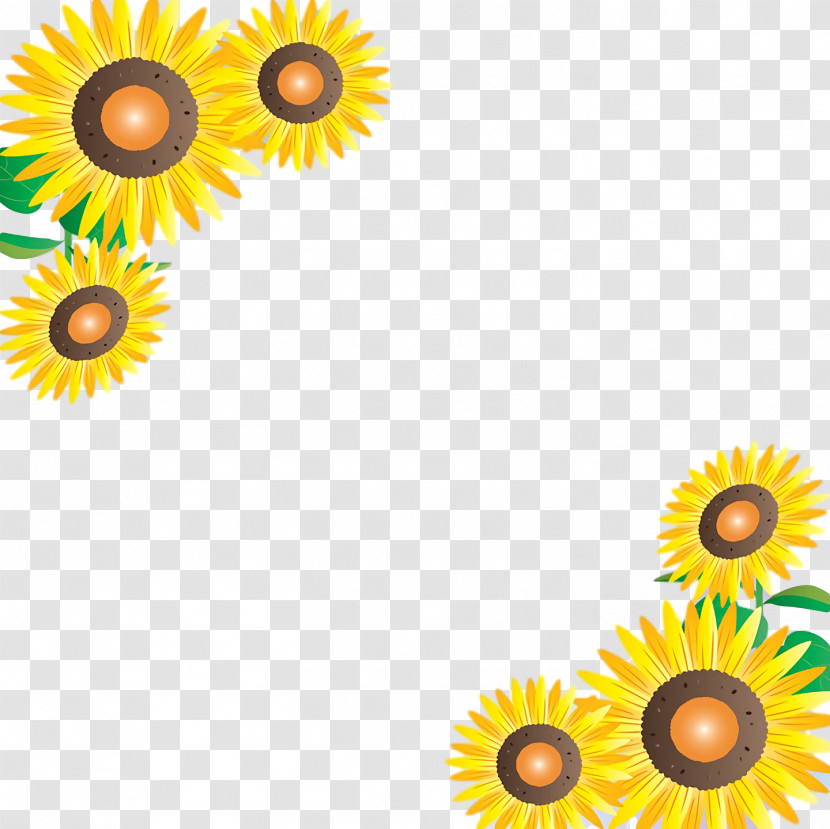 Transvaal Daisy Sunflower Seed Cut Flowers Petal Meter Transparent PNG